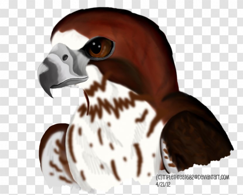 Beak Bird Of Prey Snout - Neck - Redtailed Hawk Transparent PNG