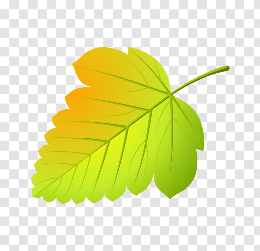 Maple Leaf Abscission Tree Viburnum - Oak Transparent PNG