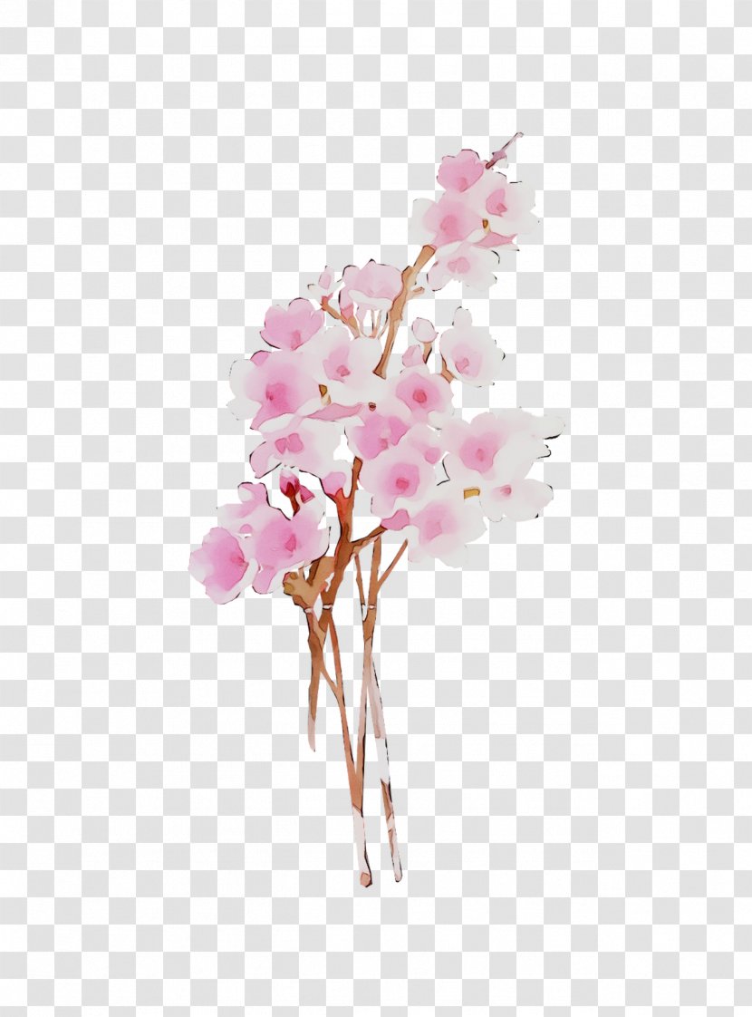 Moth Orchids Cut Flowers Floral Design Blossom - Plant Stem Transparent PNG