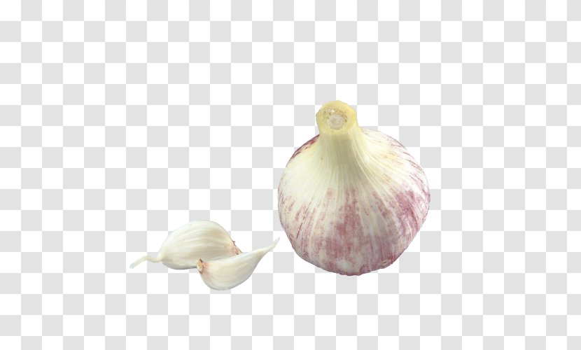 Garlic Food Cartoon - Seashell Transparent PNG