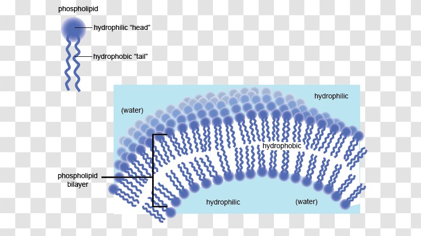 Hydrophile Hydrophobe Cell Membrane Phospholipid Biological - Water Transparent PNG