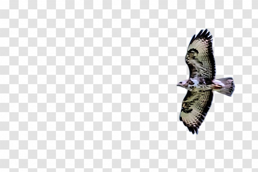 Bird Of Prey Beak Northern Harrier Kite - Sharp Shinned Hawk - Redtailed Buzzard Transparent PNG