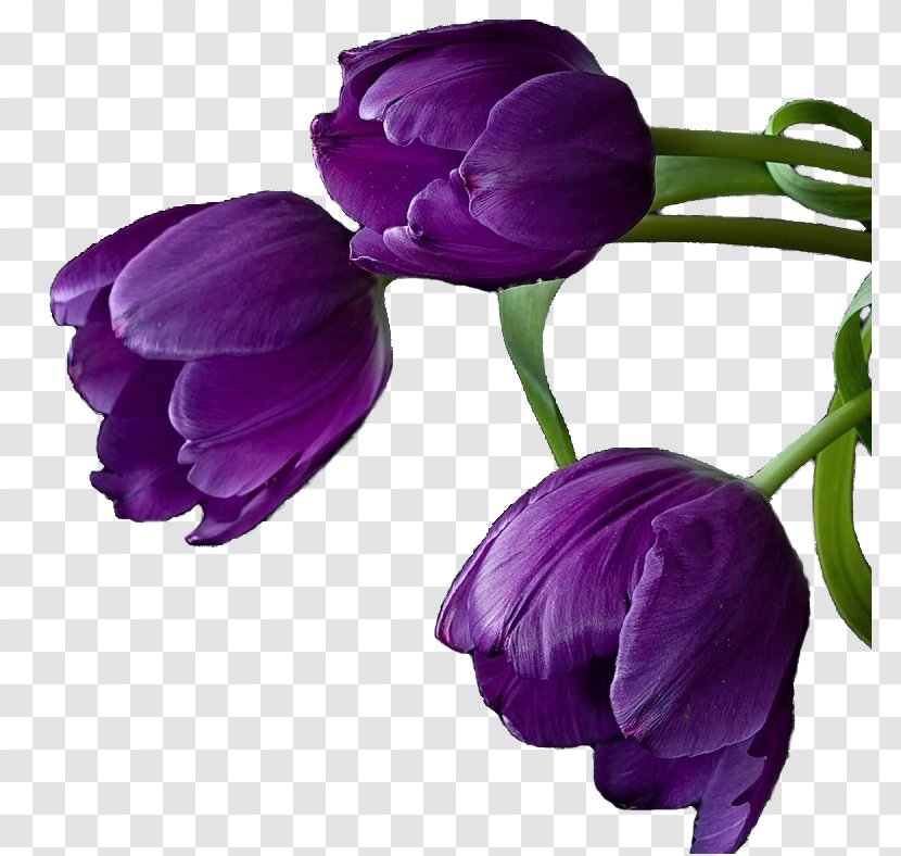 Tulip Cut Flowers Purple Violet - Colorful Transparent PNG