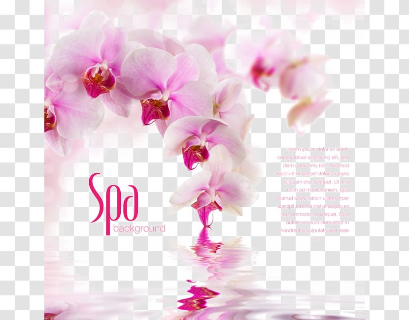 Vladivostok Fototapet Orchids Wall Wallpaper - Floor - Pink Butterfly Sea Newspaper Background Transparent PNG