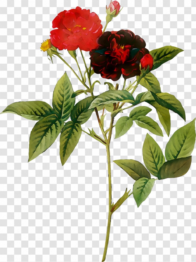 Choix Des Plus Belles Fleurs Redoute Roses Botanical Illustration Painting - Artist - Cut Flowers Transparent PNG