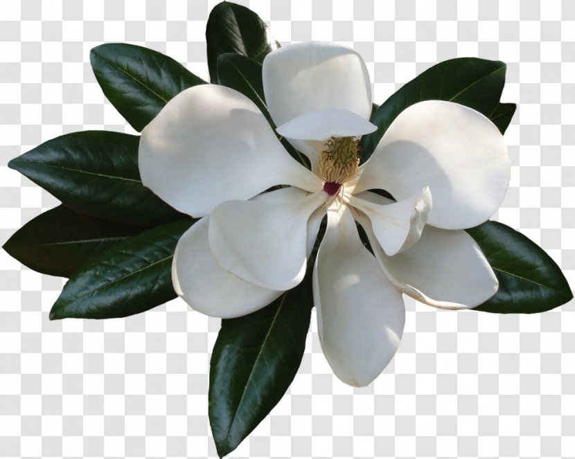 Magnolia Clip Art Image File Format - Flowering Plant Transparent PNG