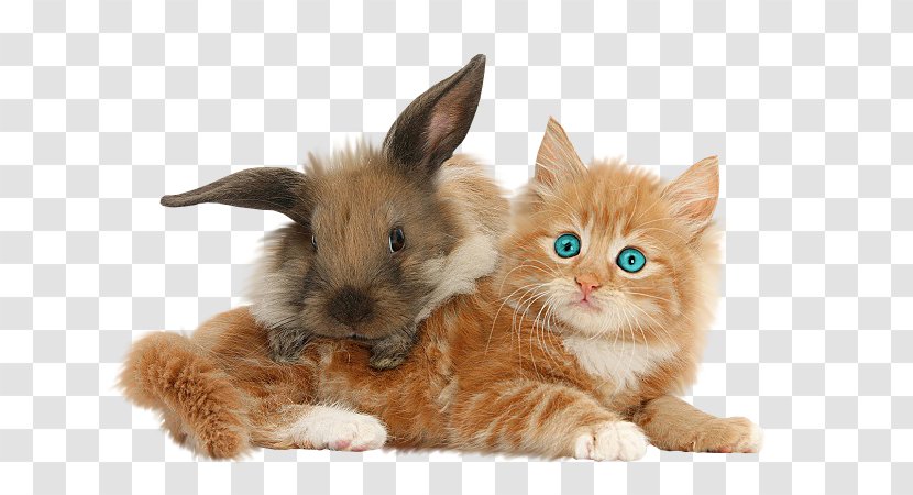 Kitten Domestic Rabbit Maine Coon Abyssinian Cat - Shi Tzu Transparent PNG
