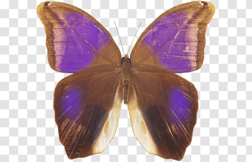 Nymphalidae Lycaenidae Moth Butterfly Purple - Insect Transparent PNG