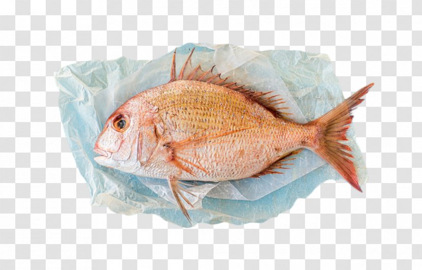 Red Porgy Scup Fishing Photography - Seabream - Fresh Fish Transparent PNG