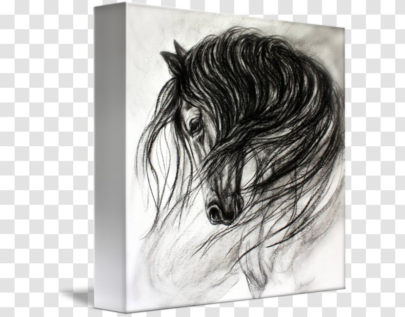 Drawing Horse Dance Art - Monochrome Photography Transparent PNG