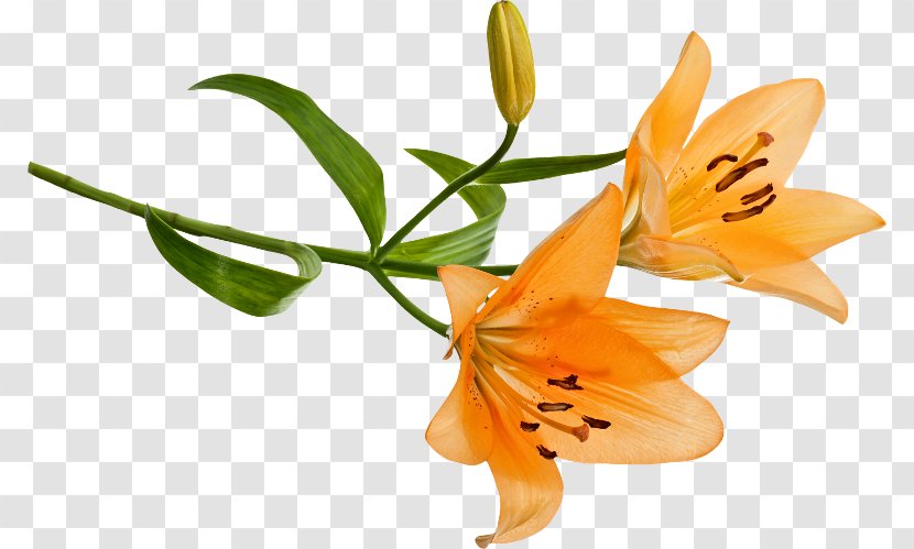 Orange Lily Cut Flowers - Plant Transparent PNG