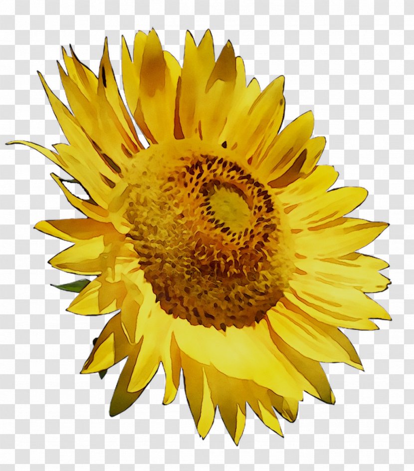 Common Sunflower Yellow Seed - Flower Transparent PNG