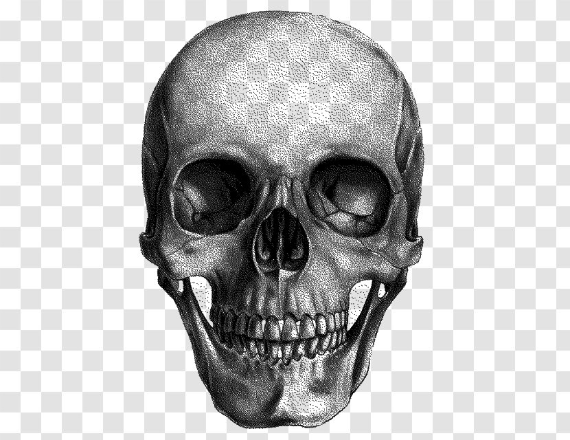 Drawing Skull Art Painting Anatomy - Skeleton - People Transparent PNG