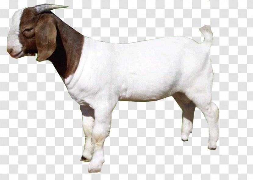 Goat Sticker Clip Art - Goats - Agoat Transparent PNG