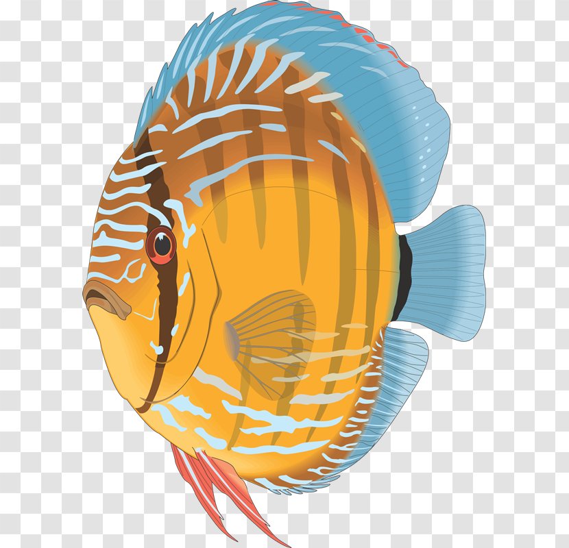Angelfish Discus Aquarium Tropical Fish - Wall Decal - Yi Transparent PNG