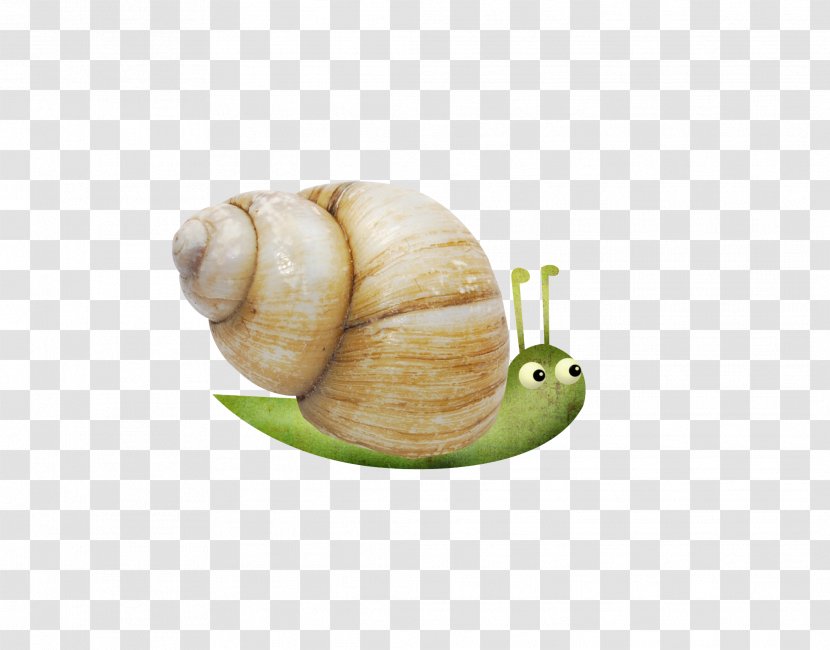 Snail Escargot Orthogastropoda - Snails And Slugs - Small Transparent PNG