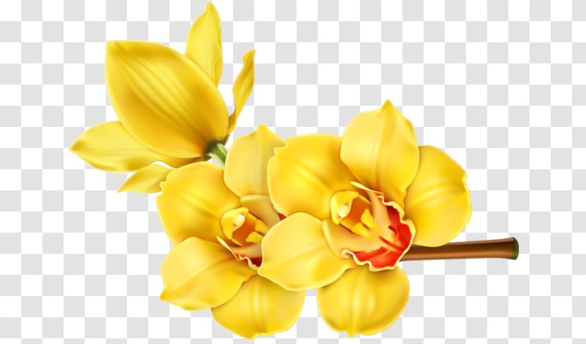 Orchids Flower Floral Design Clip Art - Yellow Transparent PNG