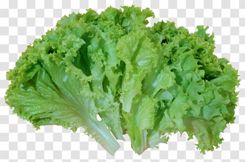 Iceberg Lettuce Caesar Salad Romaine Vegetable Clip Art - Vegetarian Food - Green Picture Transparent PNG