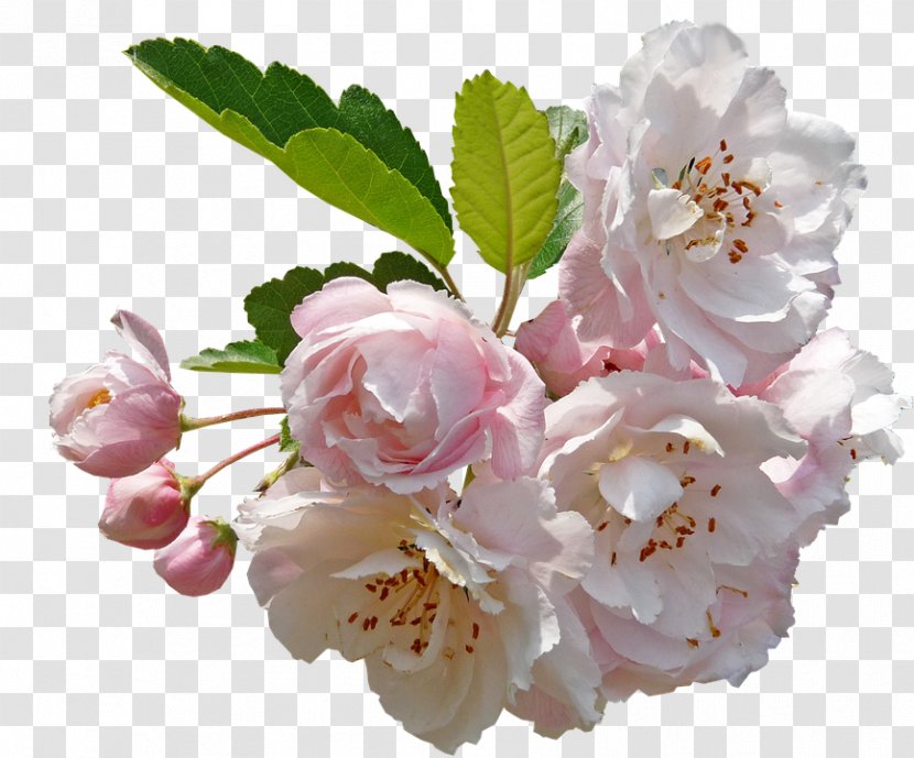 Desktop Wallpaper Clip Art Apple Flower Image - Resolution - Cherry Blossoms Transparent Transparent PNG