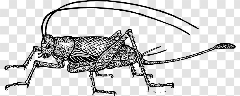 2011 Cricket World Cup Clip Art - Insect - Painted Black Transparent PNG