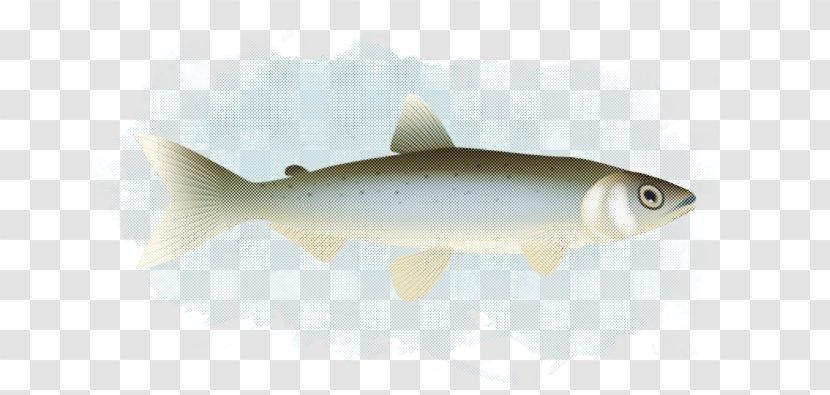 Fish Fin Salmon Bony-fish - Cod Salmonlike Transparent PNG