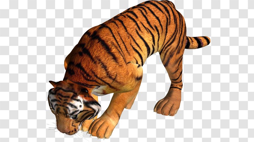 Tiger Lion Leopard - Lossless Compression Transparent PNG
