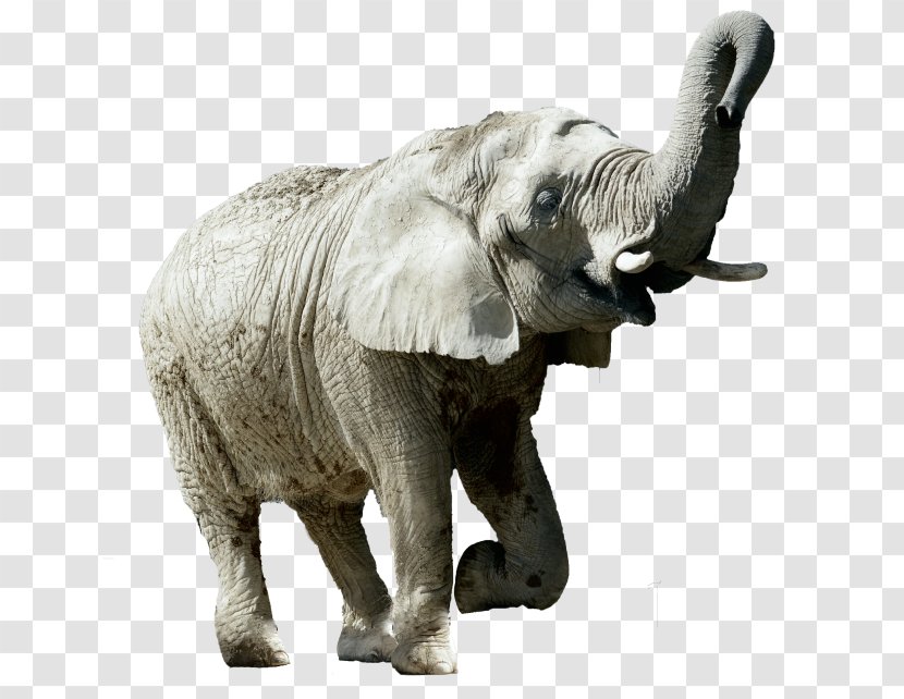 Indian Elephant African Tusk Wildlife Elephantidae - India Transparent PNG