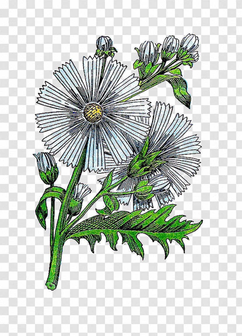 Floral Design Herb Botanical Illustration Clip Art - Botany - Vintage Cliparts Transparent PNG