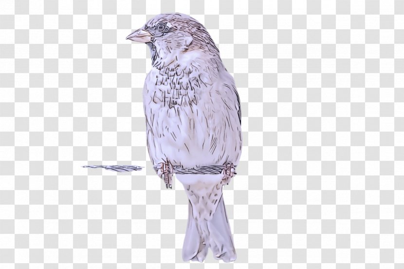 Bird Beak Finch Junco Perching - Songbird Sparrow Transparent PNG