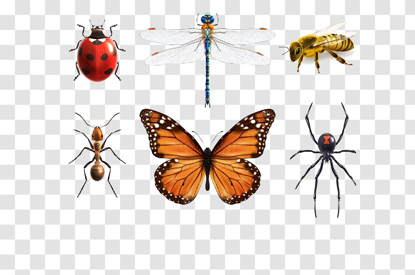 Insect Butterfly Ant Spider - Vector Transparent PNG