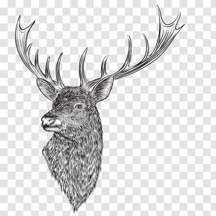 Reindeer Drawing - Monochrome Photography - Vector Head Transparent PNG