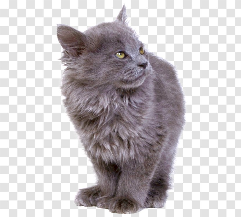 British Semi-longhair Persian Cat Asian Siberian Nebelung - Mammal - Maine Coon Transparent PNG