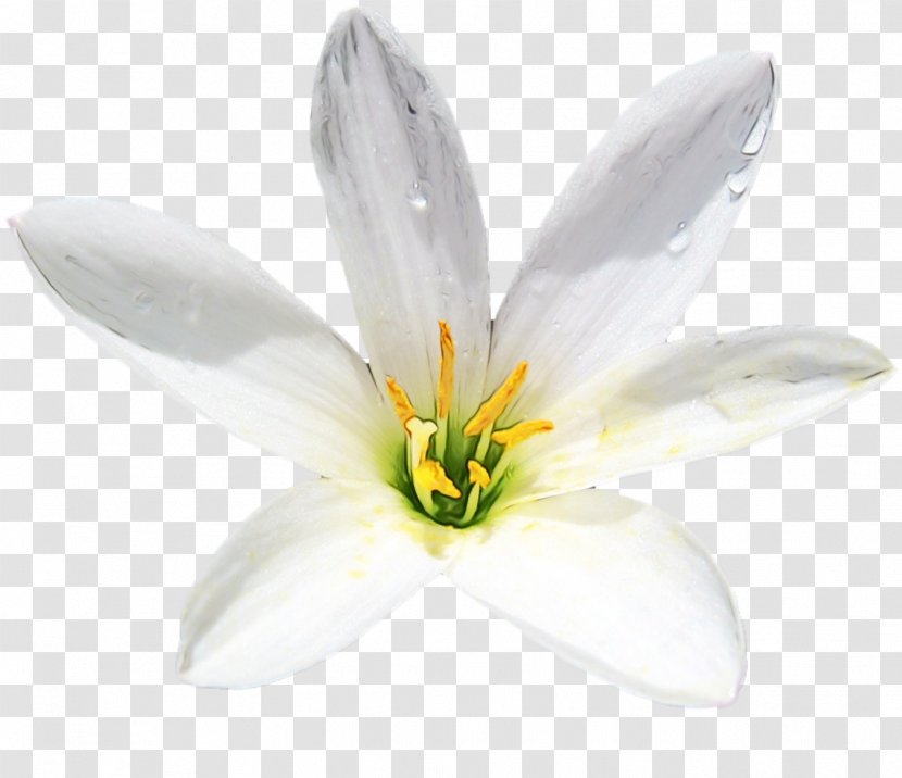 Flowering Plant Petal White Flower - Wet Ink - Amaryllis Family Lily Transparent PNG