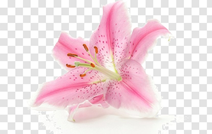 Flower White Clip Art - Pink - Lily Flowers Transparent PNG
