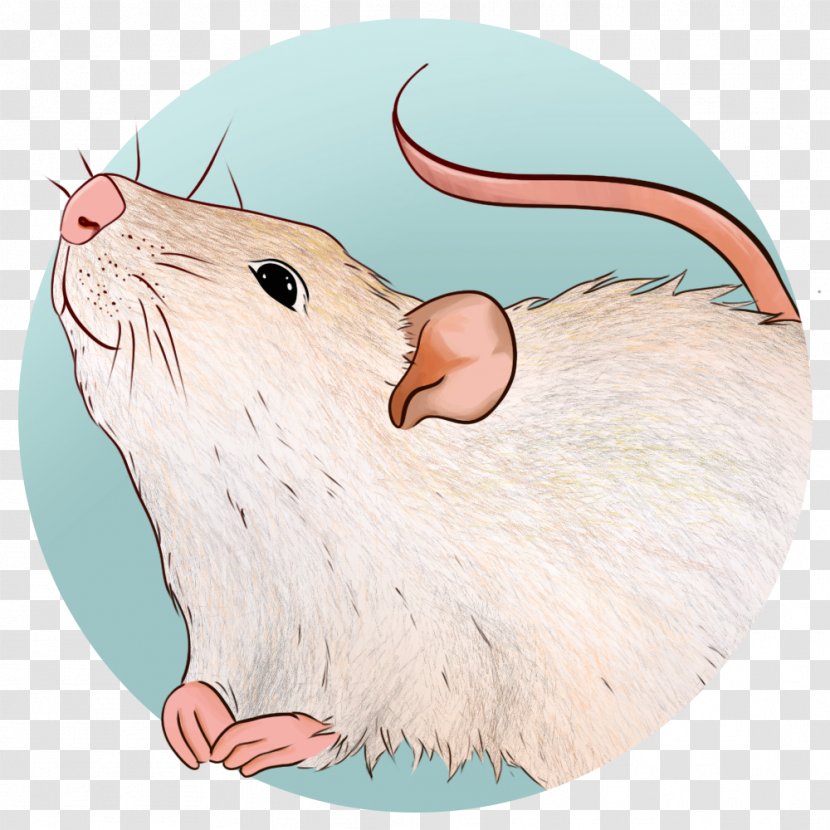 Illustration Gerbil Beaver Whiskers - Marine Mammal - Rat Transparent PNG