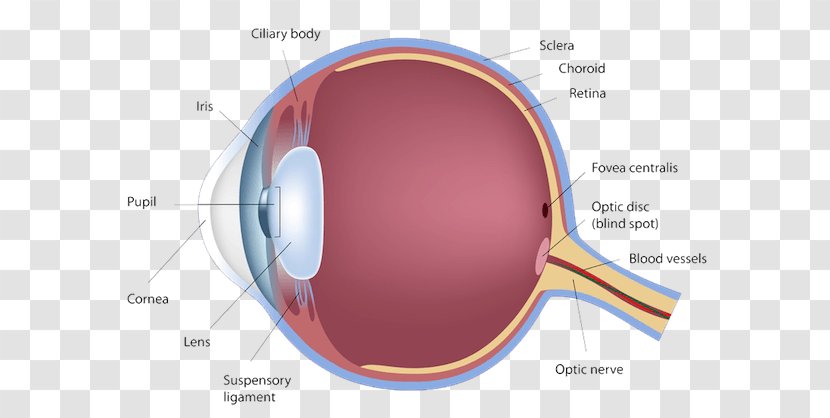 Human Eye Diagram Retina Anatomy - Silhouette Transparent PNG