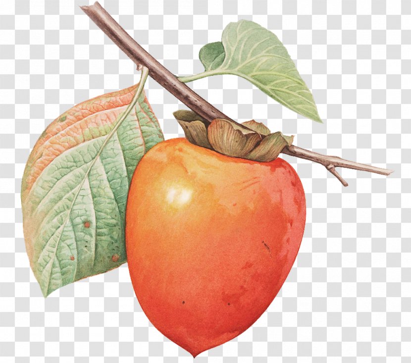 Japanese Persimmon Fruit Tree - Plant - A Transparent PNG
