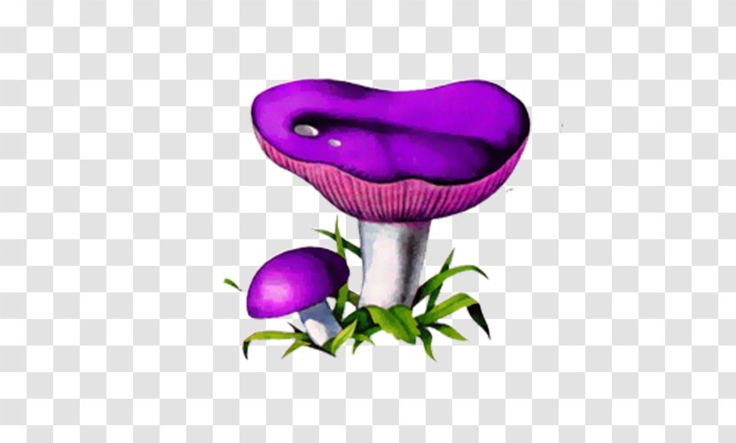 Russula Foetens Fungus Edible Mushroom Xerocomus - Cartoon Purple Transparent PNG
