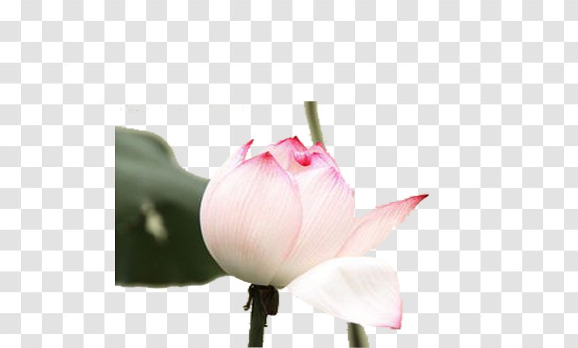 Nelumbo Nucifera Plant Flower - Gratis - Hand-painted Lotus Transparent PNG