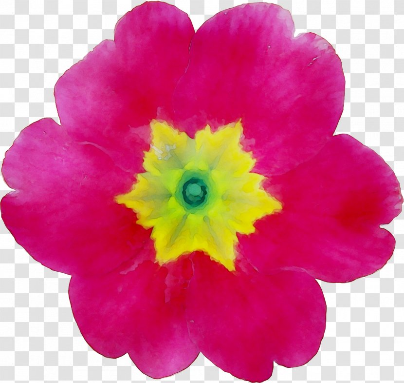 Primrose Magenta Peony - Wildflower Transparent PNG