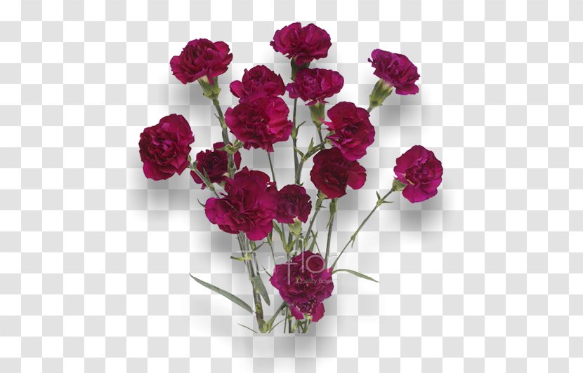 Turflor Carnation Cut Flowers MINI - Flower - Burgundy Transparent PNG
