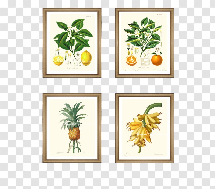 Botanical Illustration Botany Picture Frames Art - Tropical Fruit Watercolor Transparent PNG