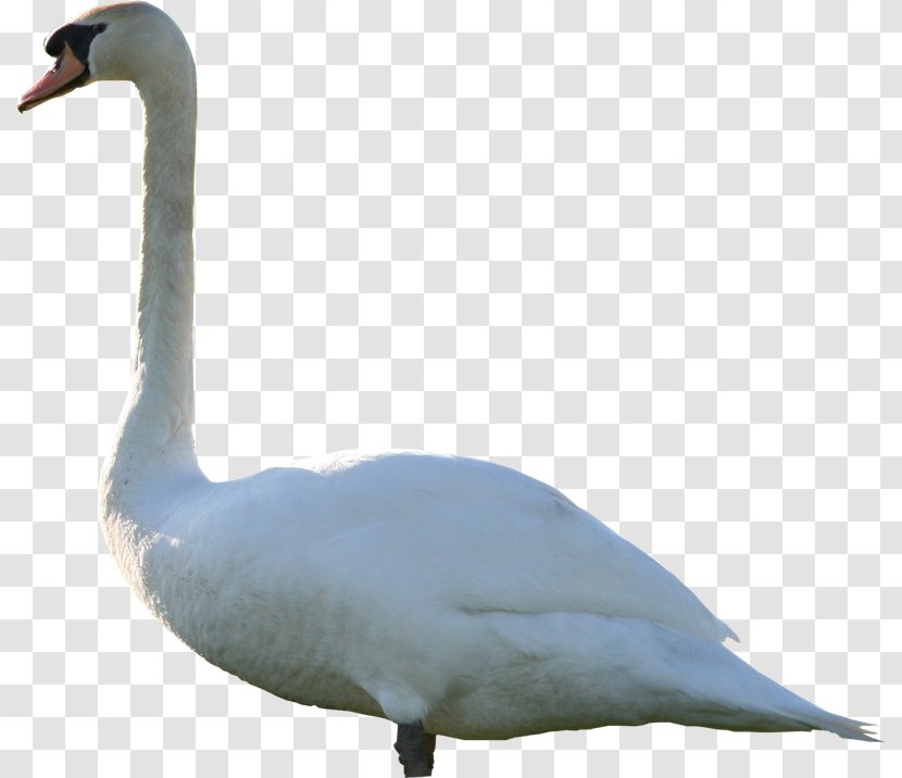 Mute Swan Duck Cygnini Goose - Nici Ag Transparent PNG