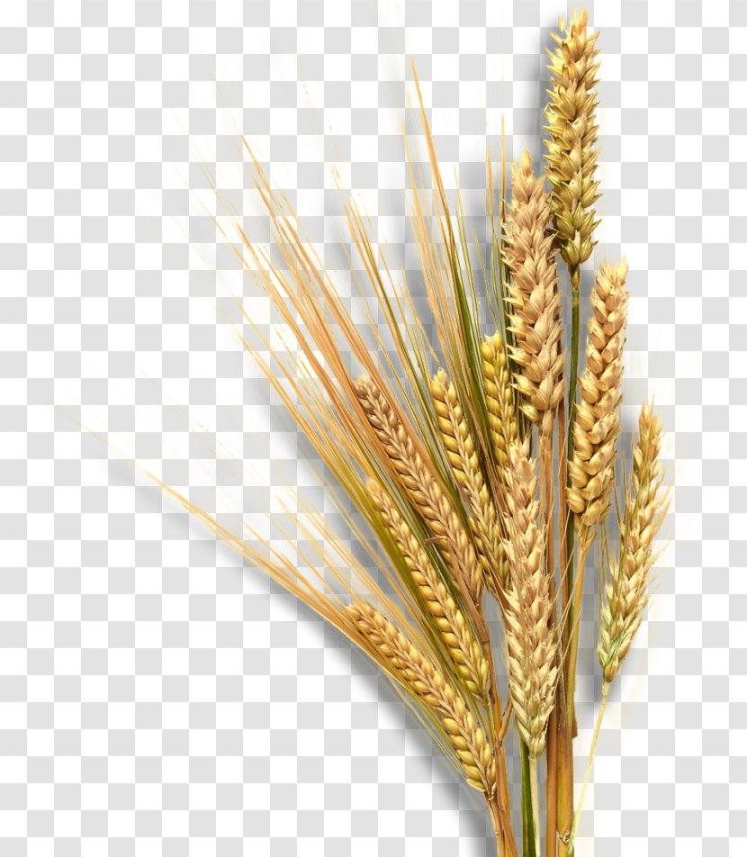 Emmer Landscape Equita Ranch Sprouted Wheat Nature - Cartoon Transparent PNG