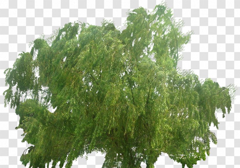 Weeping Willow Tree Deciduous Conifers - Trees Transparent PNG