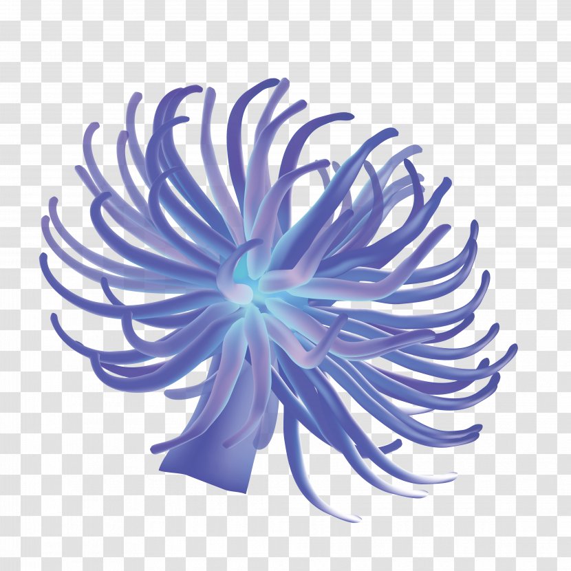 Sea Anemone Aquatic Plant - Blue Transparent PNG