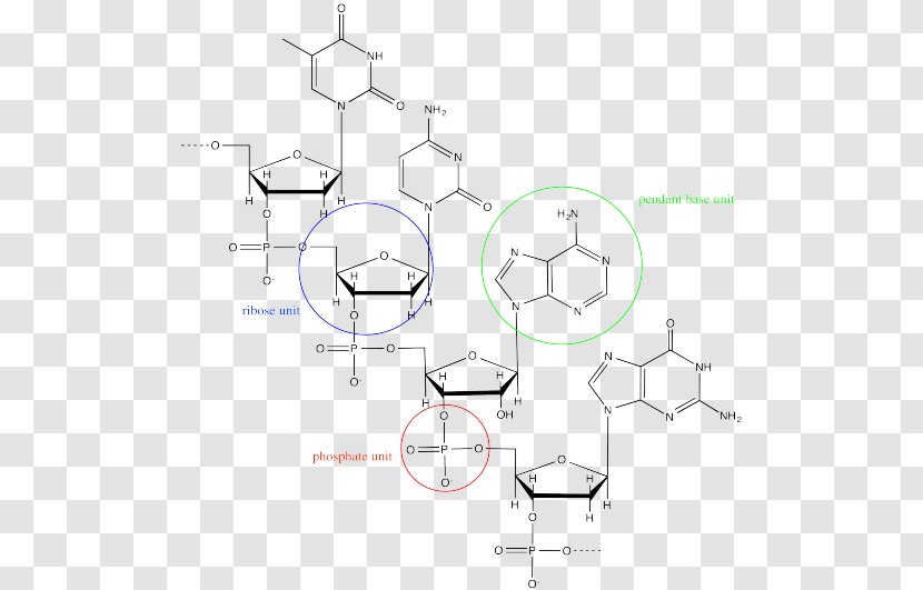 Nucleic Acid DNA Adenosine Triphosphate RNA Macromolecule - Silhouette - Flower Transparent PNG