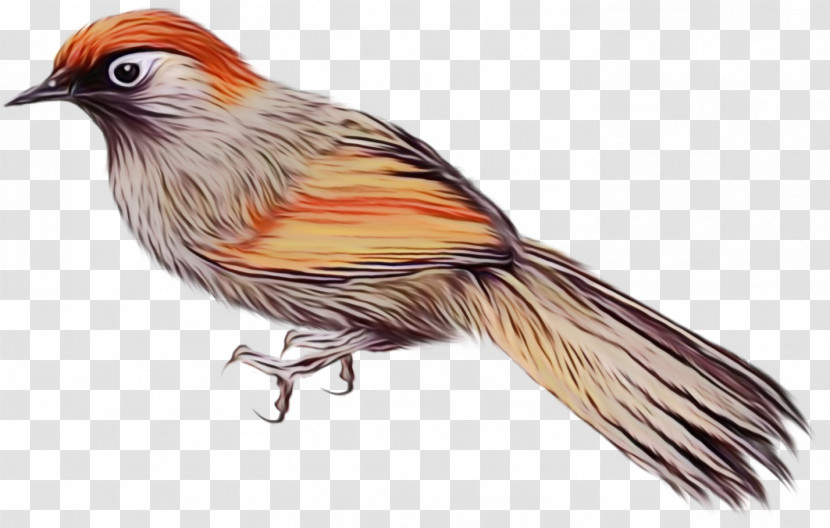 Feather Transparent PNG