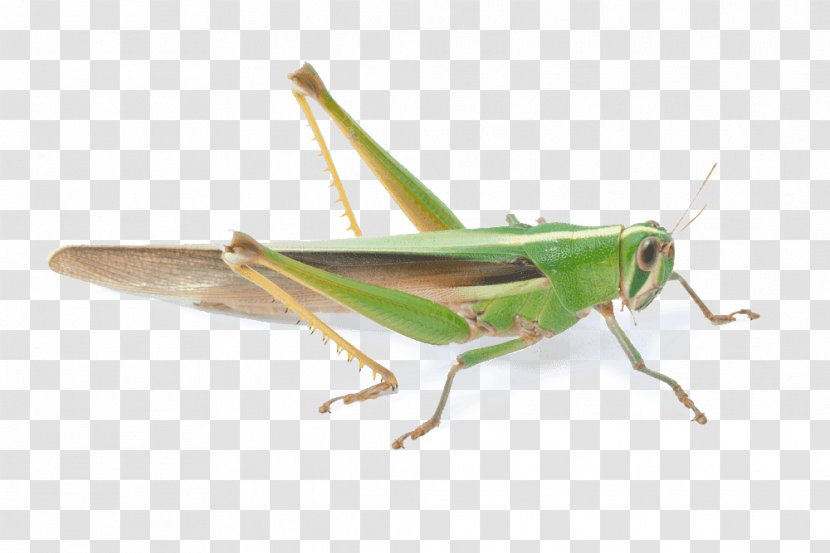 Grasshopper Locust Insect Invertebrate - Fauna Transparent PNG