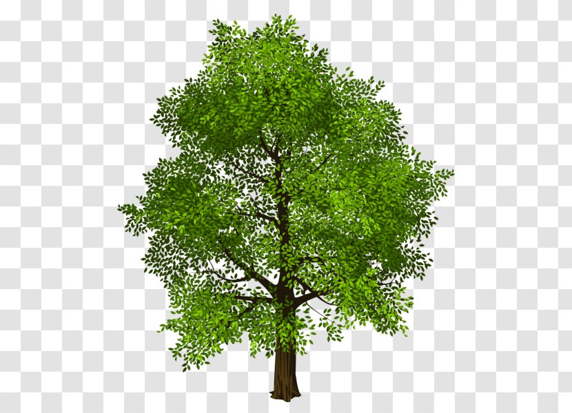 Tree Transparency And Translucency Clip Art - Plant - Heart Transparent PNG